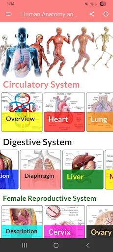 Human Anatomy and Physiology