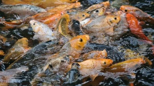 Complete Fish Farming