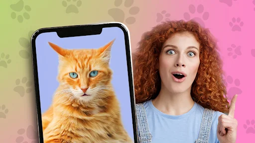 Kitten: what cat are you? joke screenshot 4