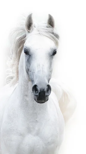 Horse Wallpapers screenshot 1