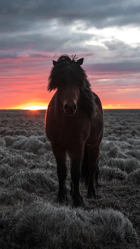 Horse Wallpapers screenshot 2