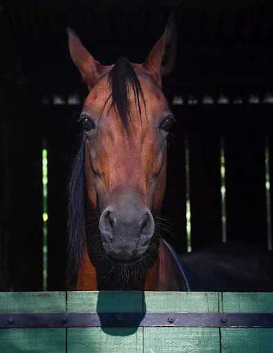 Horse Wallpapers screenshot 4