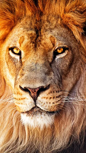 Lion Wallpapers HD screenshot 1