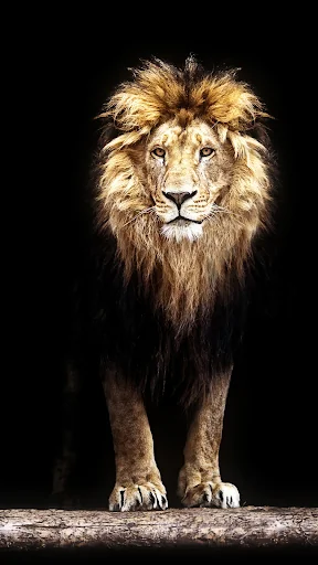 Lion Wallpapers HD screenshot 3