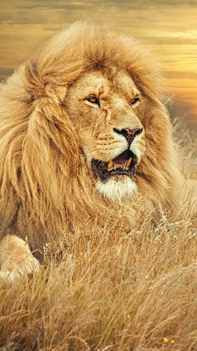 Lion Wallpapers HD screenshot 4