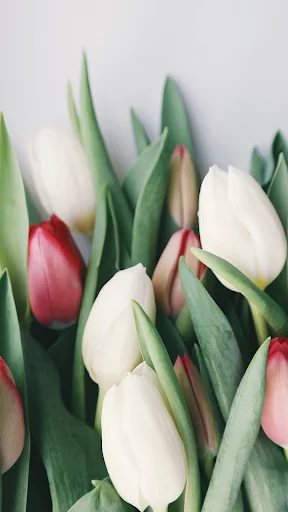 Tulip Wallpapers
