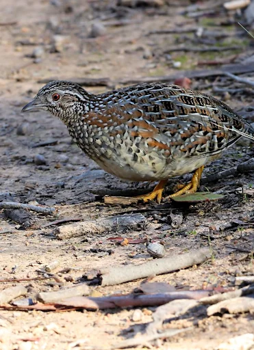 Barred buttonquail Sounds