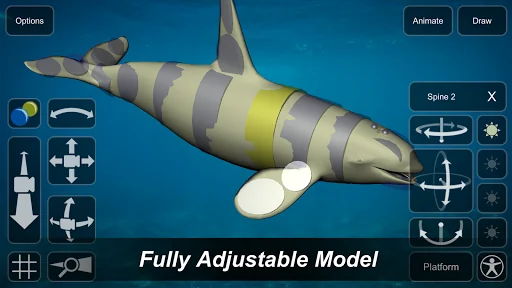 Orca Mannequin