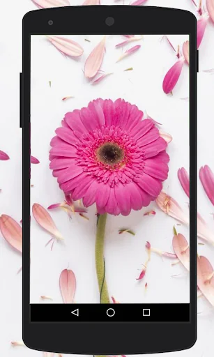 Flower Wallpapers