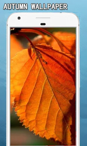 Autumn Wallpapers Hd