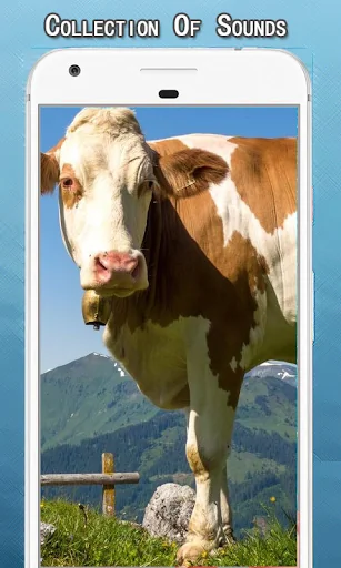 Cow Sounds Ringtone