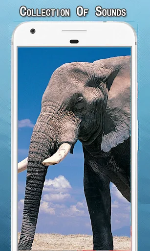 Elephant Sounds Ringtone