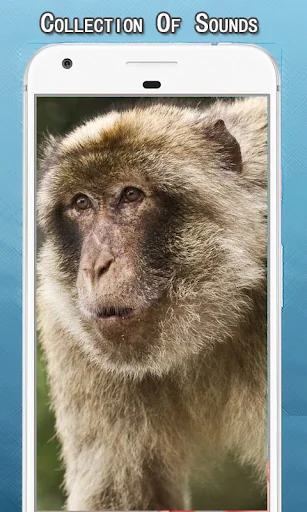 Monkey Sounds Ringtone
