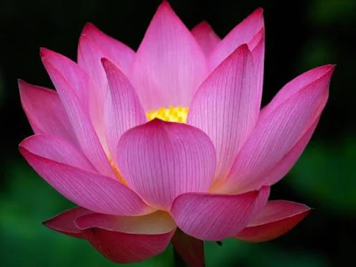 Pictures of Flowers App