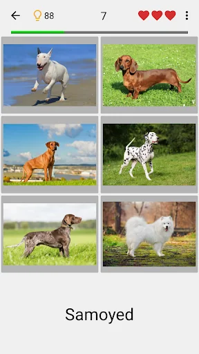 Dogs Quiz - Guess All Breeds! screenshot 1