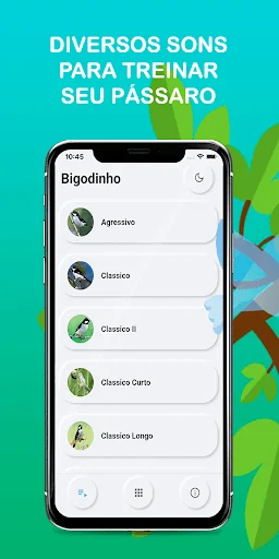 Sounds of the bird Golinha