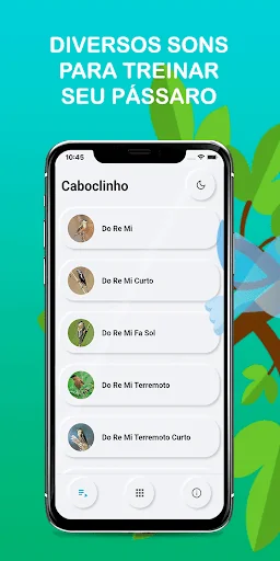 Fradinho bird Songs