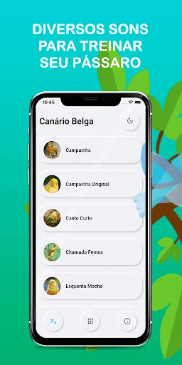Canary Bird Belgian Corners