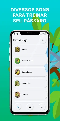 Songs of Pintassilgo