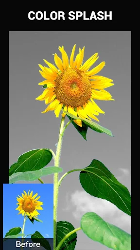 Color Splash PoP Photo Editor screenshot 3