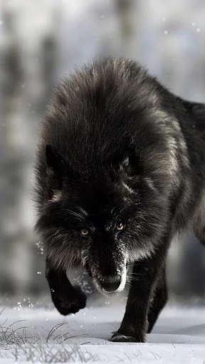 Black Wolf Wallpapers
