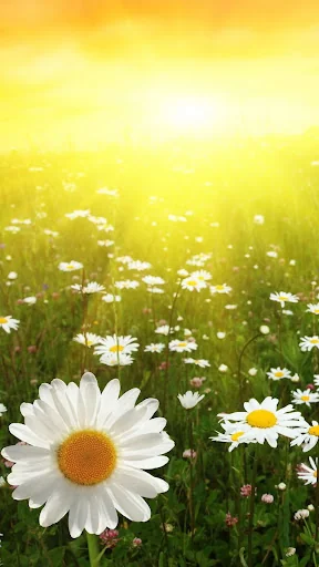 Daisy Wallpapers