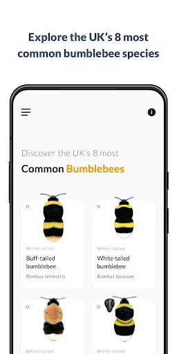 What’s that bumblebee