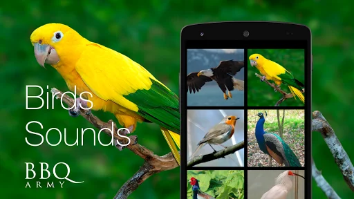 Birds Sounds for Bird