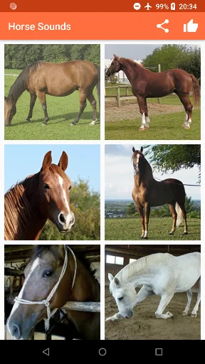 Horse Sounds screenshot 3