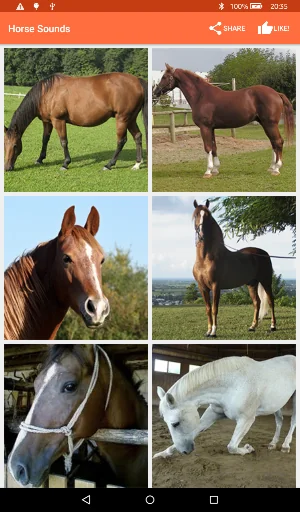 Horse Sounds screenshot 4