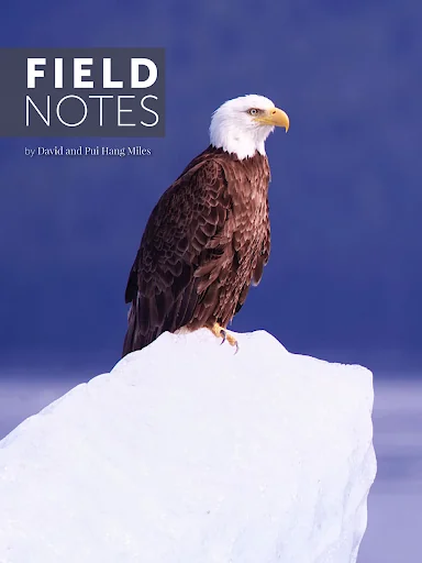 Wildlife Photographic Magazine