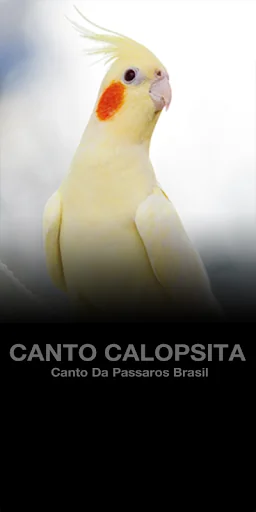 Cantos Calopsita Brasileiros
