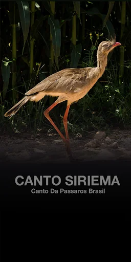 Cantos Seriema Brasileiros