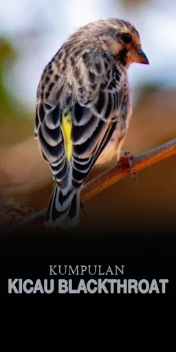 Kumpulan Kicau Blackthroat