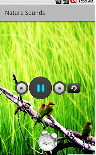 The relaxing sounds of nature