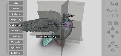 3D Bird Anatomy