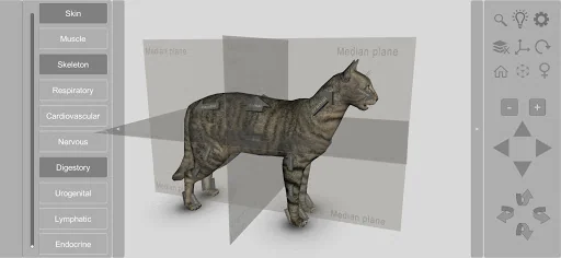 3D Cat Anatomy
