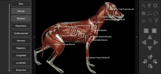 3D Dog Anatomy screenshot 2