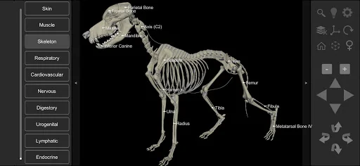 3D Dog Anatomy screenshot 3