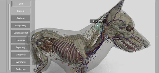 3D Dog Anatomy screenshot 4