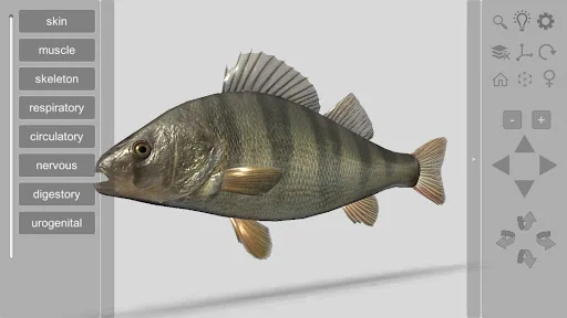 3D Fish Anatomy