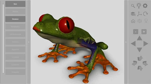 3D Frog Skeleton