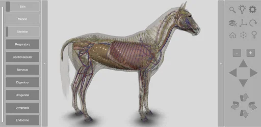 3D Horse Anatomy screenshot 2