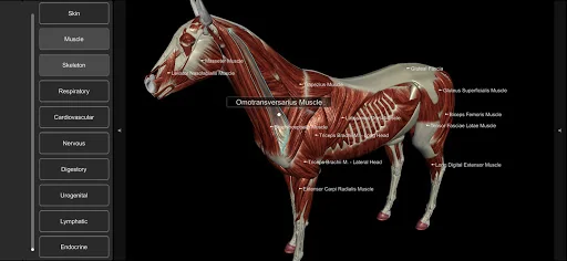 3D Horse Anatomy screenshot 3