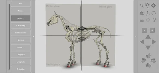 3D Horse Anatomy screenshot 4
