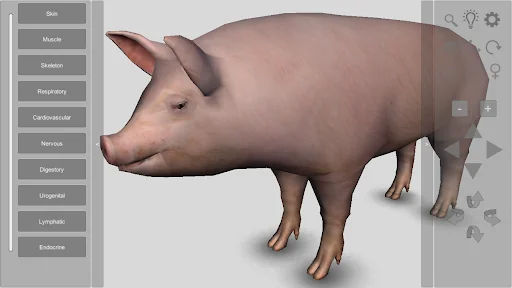3D Pig Anatomy