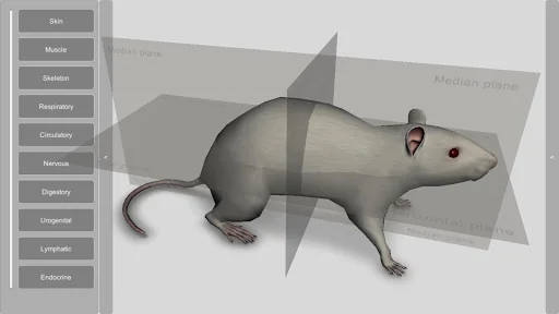 3D Rat Anatomy