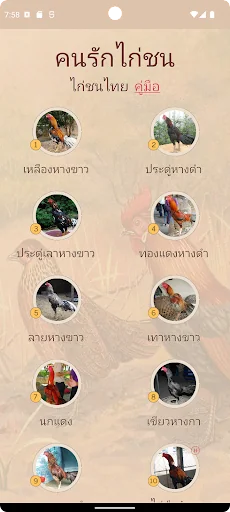 คู่มือไก่ชน