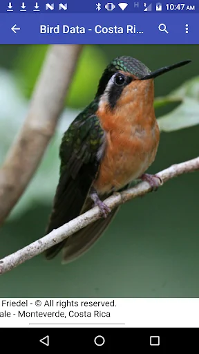Bird Data - Costa Rica