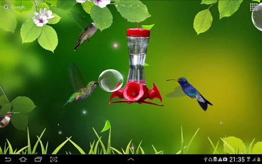 Hummingbirds wallpaper screenshot 4